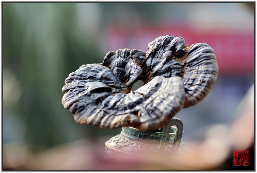 灵芝查看大图曝光:1249/1000000 sec光圈:f4.