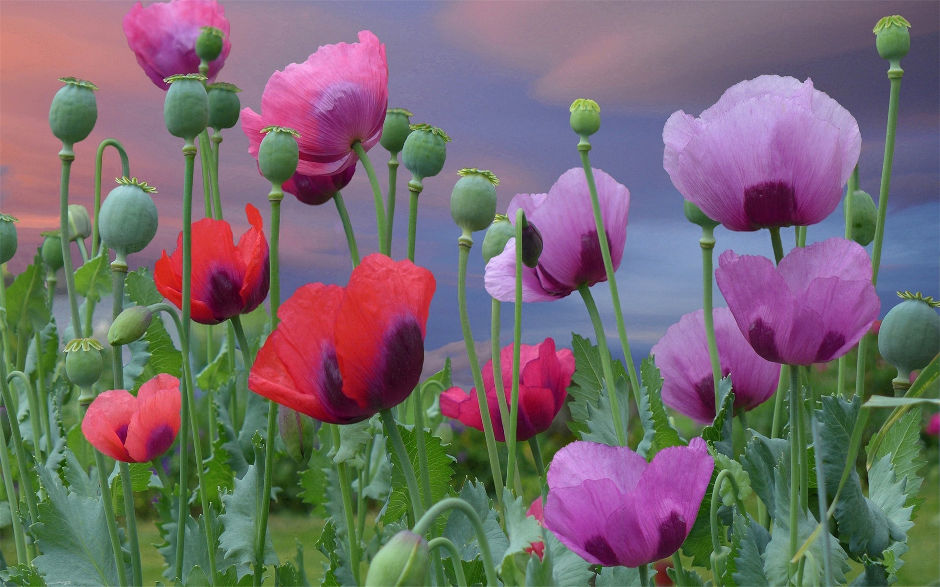 唯美植物花卉摄影小清新电脑桌面壁纸图片大全