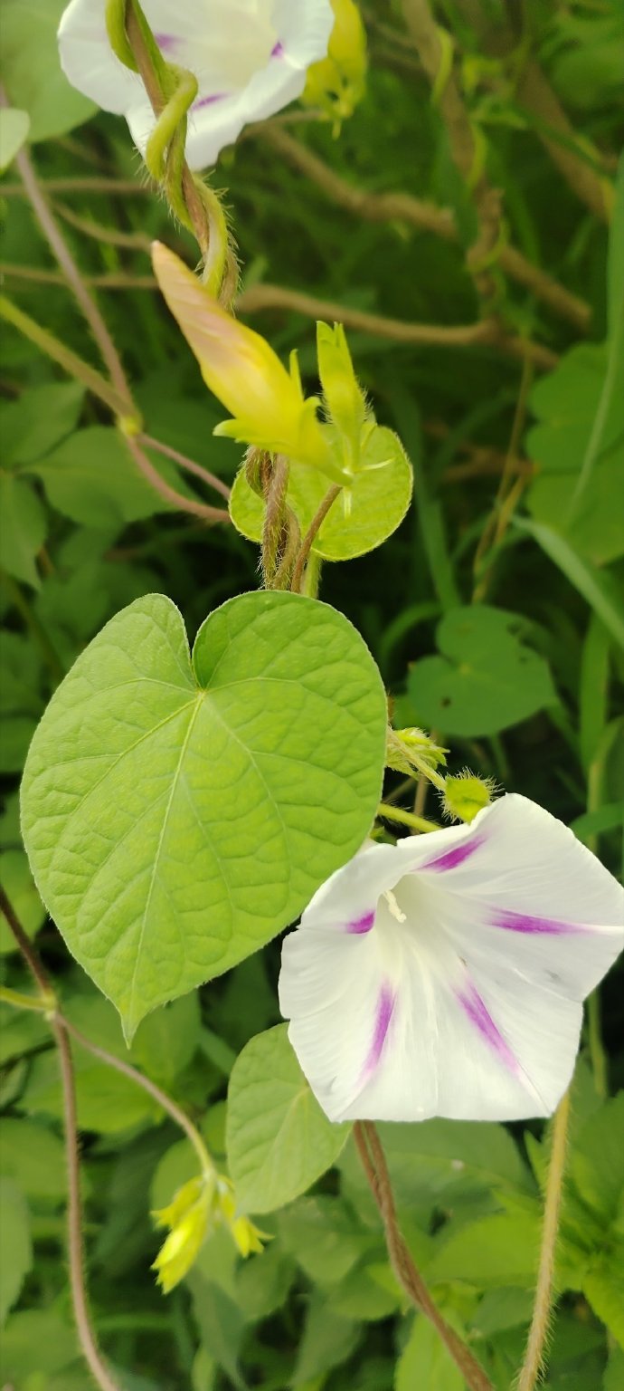 最喜欢的圆叶牵牛开了叶子毛绒绒圆嘟嘟花花中间有五角星星的花纹#圆