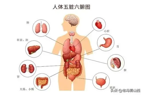 五脏六腑指什么五脏六腑是指什么吗