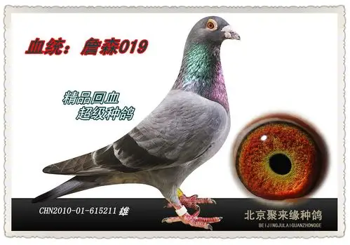 信鸽在线拍卖平台 - 中国信鸽信息网