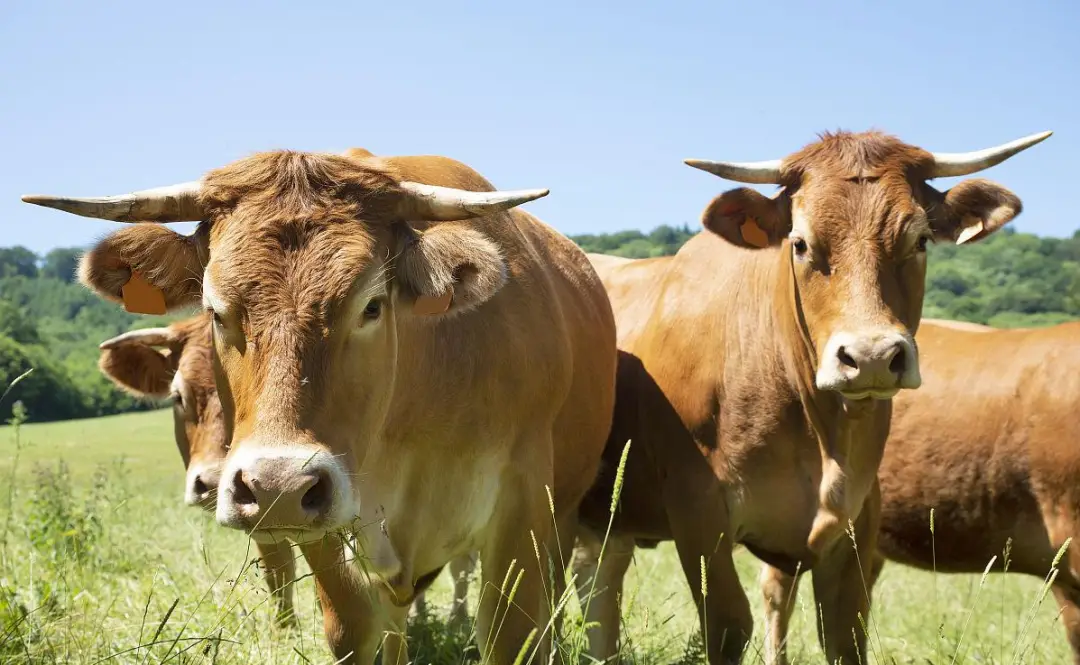 世界十大著名肉牛排名_脂肪_神户_体型