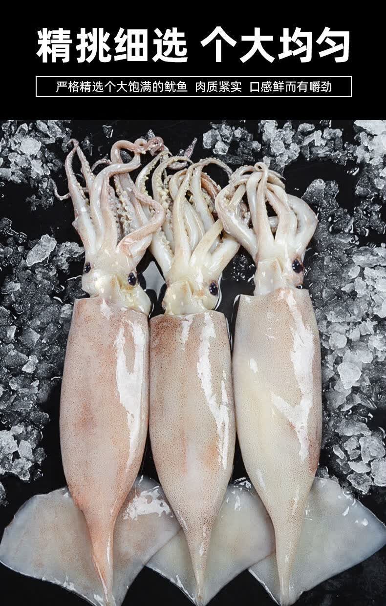 超大鱿鱼整只新鲜鱿鱼鲜活冷冻深海鱿鱼海鲜水产莫尔加德中号5斤装