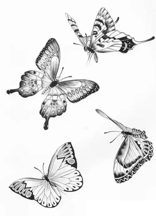 各种蝴蝶的白描线稿图谱,附有视频教学.