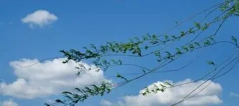 风的季节 - hfayay - hfayay的博客