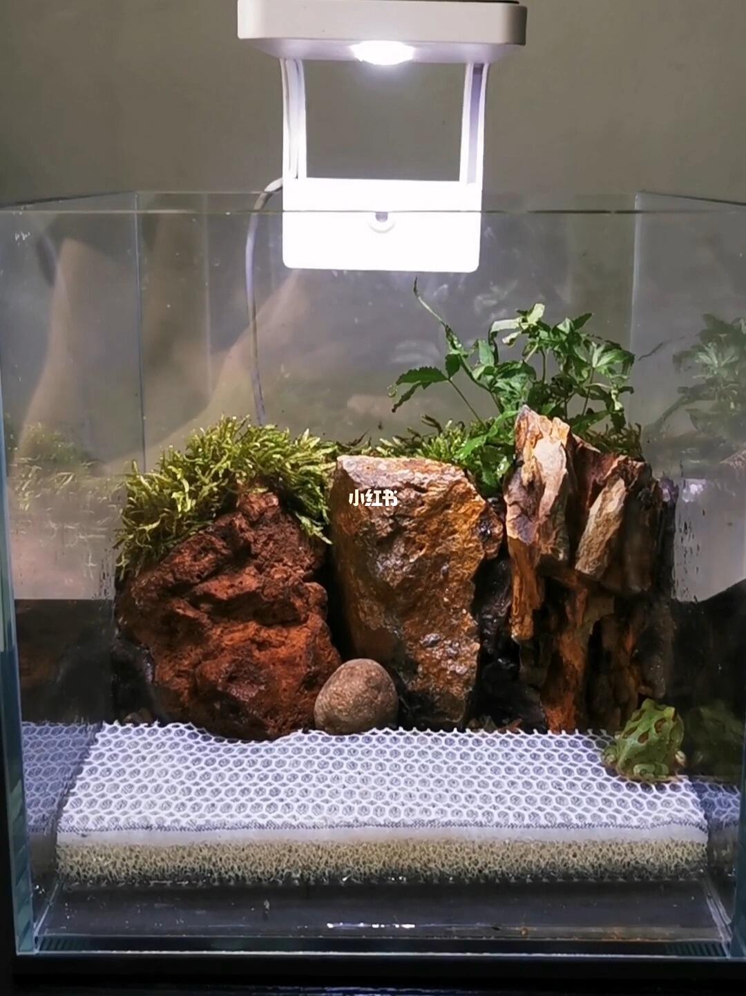 谁说角蛙缸不能有造景咱还不能好看点了