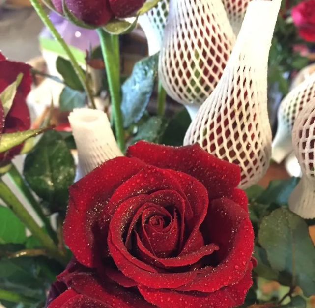 100种玫瑰之33黑魔术