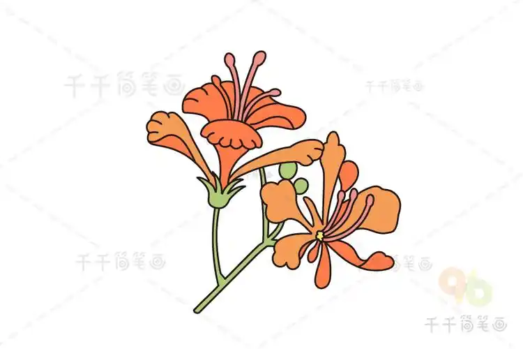 凤凰花简笔画教程