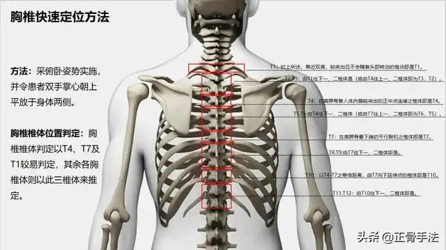 快速找到颈椎胸椎腰椎的准确定位方法教您轻松找到脊柱位置
