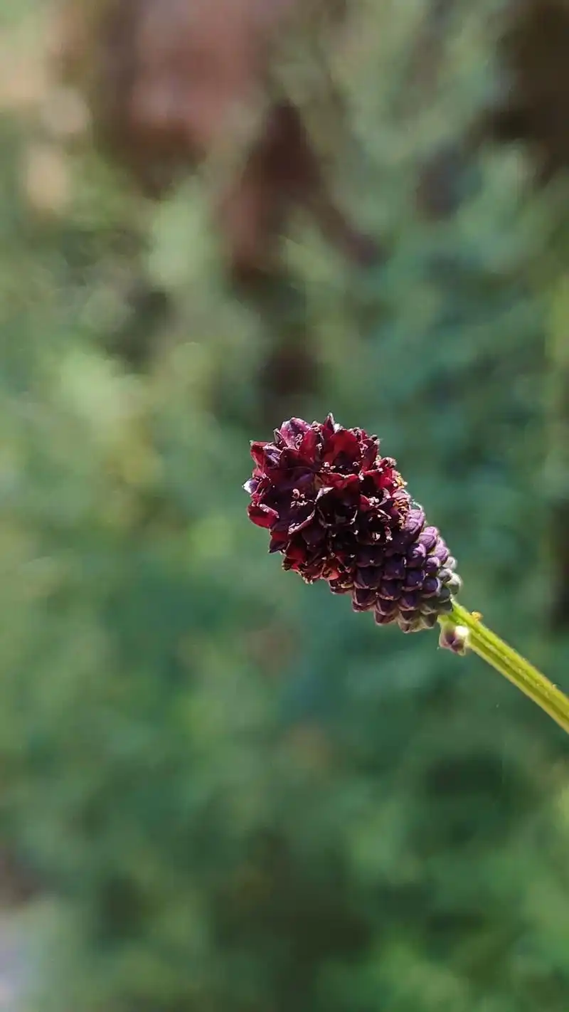百科 地榆(拉丁学名:sanguisorba officin - 抖音