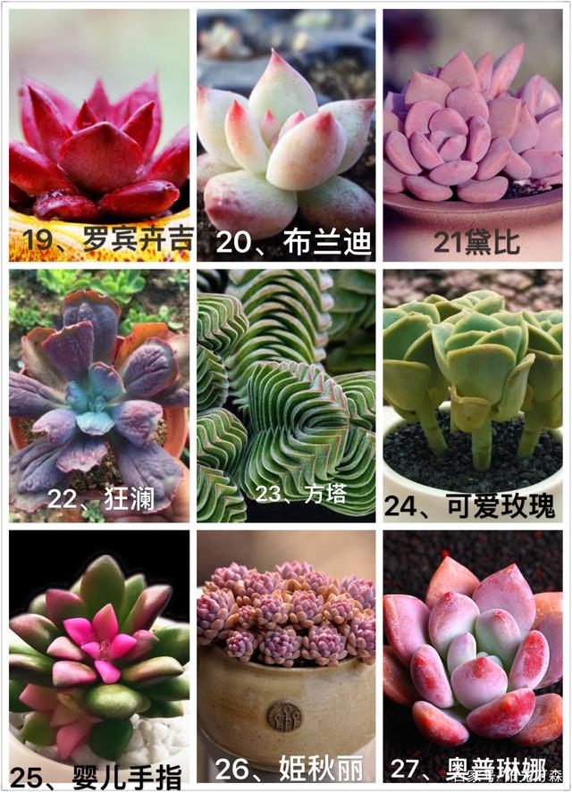 新款多肉植物命名依据是:根据形态,俗称译音,图片名称对照识别