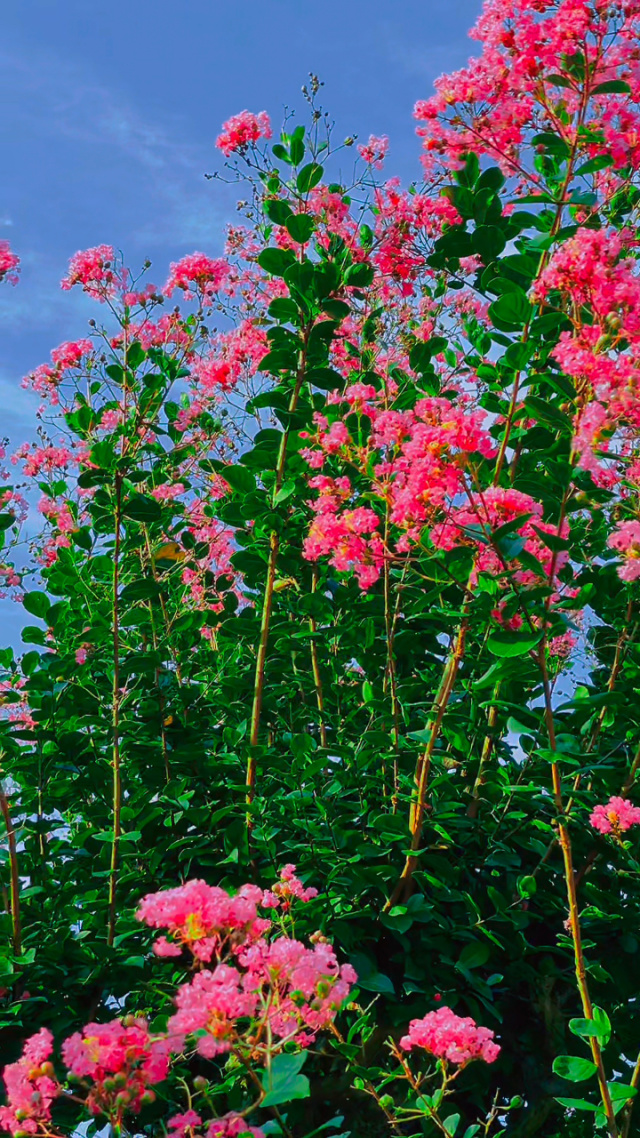 大自然的美#紫薇花