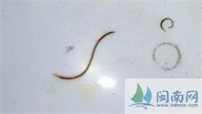 福建一居民家水龙头流出5条活虫 放数天仍存活(1)_社会_光明网(图)