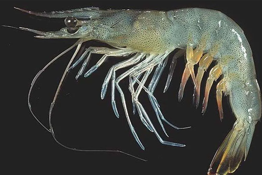 世界中小型主流虾类大合集