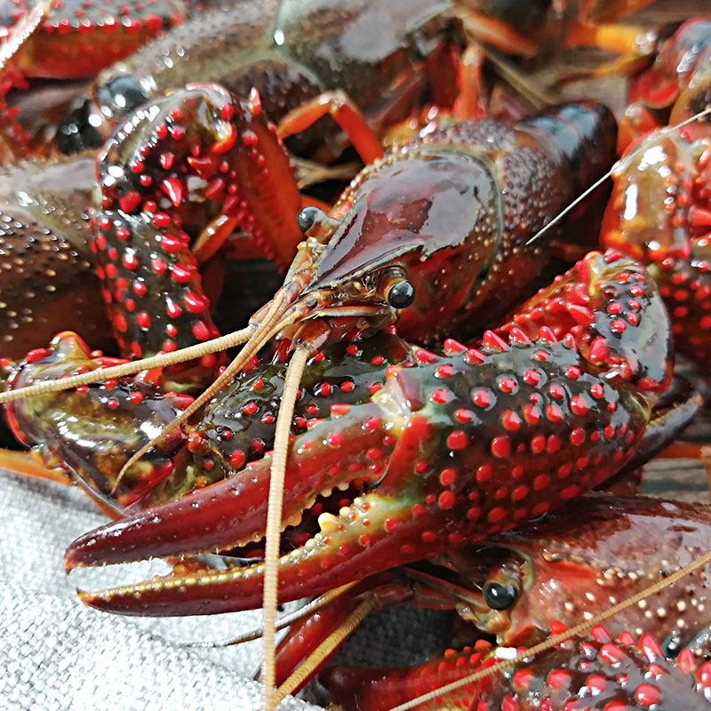 清水免洗鲜活小龙虾青虾活虾微山湖淡水虾456钱2000g顺丰包邮