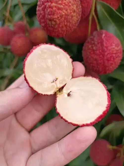 无核荔枝你们爱吃吗有想尝试的小伙伴吗