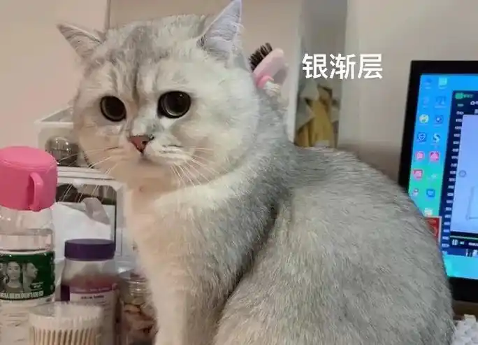 银渐层猫猫性格很好活泼可爱,胖嘟嘟的 希望有一个靠谱的主人  - 抖音