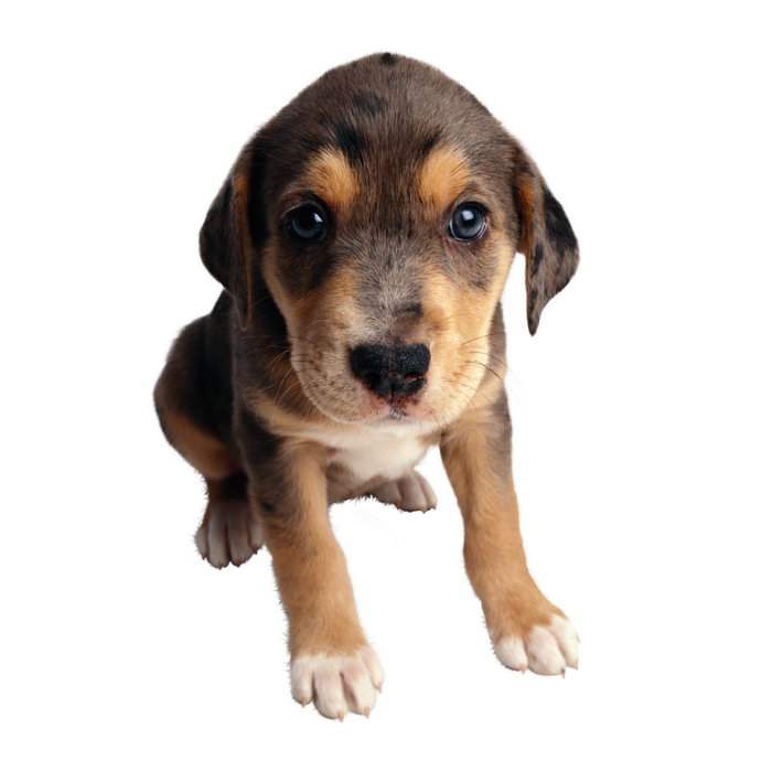 动物狗的叫声音效