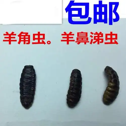 保质保鲜羊鼻虫羊鼻涕虫羊角虫 羊鼻涕虫羊虫子药引子 1只 新鲜不支持