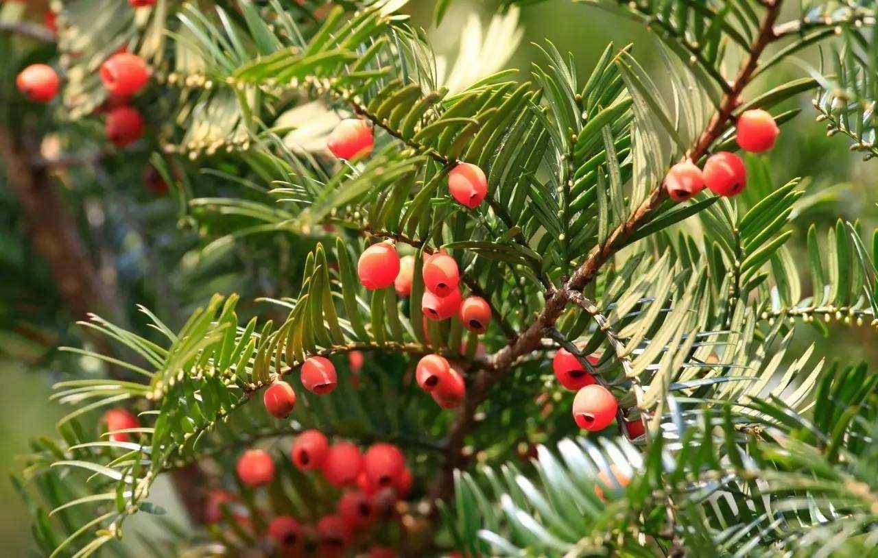 集多种开发利用价值于一体的濒危野生植物南方红豆杉