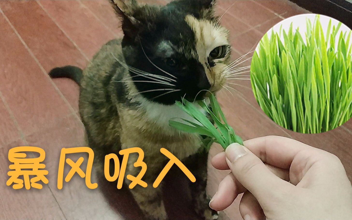 呱呱猫小猫咪暴风吸入猫草猫草收割机是什么样的